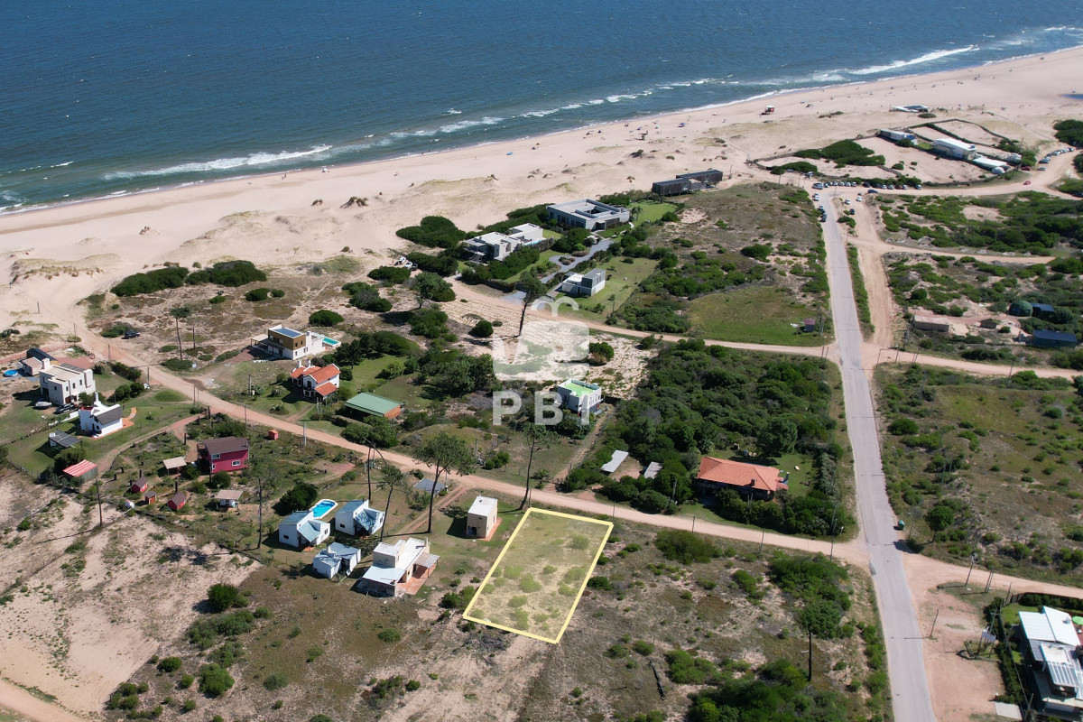 Chihuahua - GoPunta - Portal Inmobiliario de Punta del Este - Maldonado