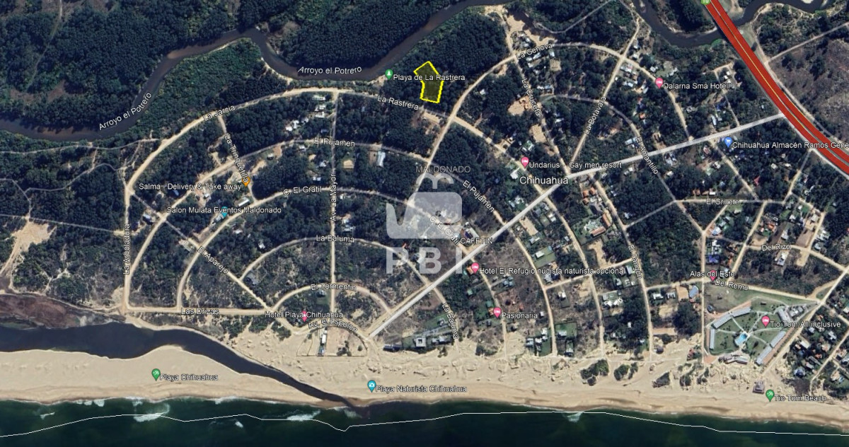 Chihuahua - GoPunta - Portal Inmobiliario de Punta del Este - Maldonado