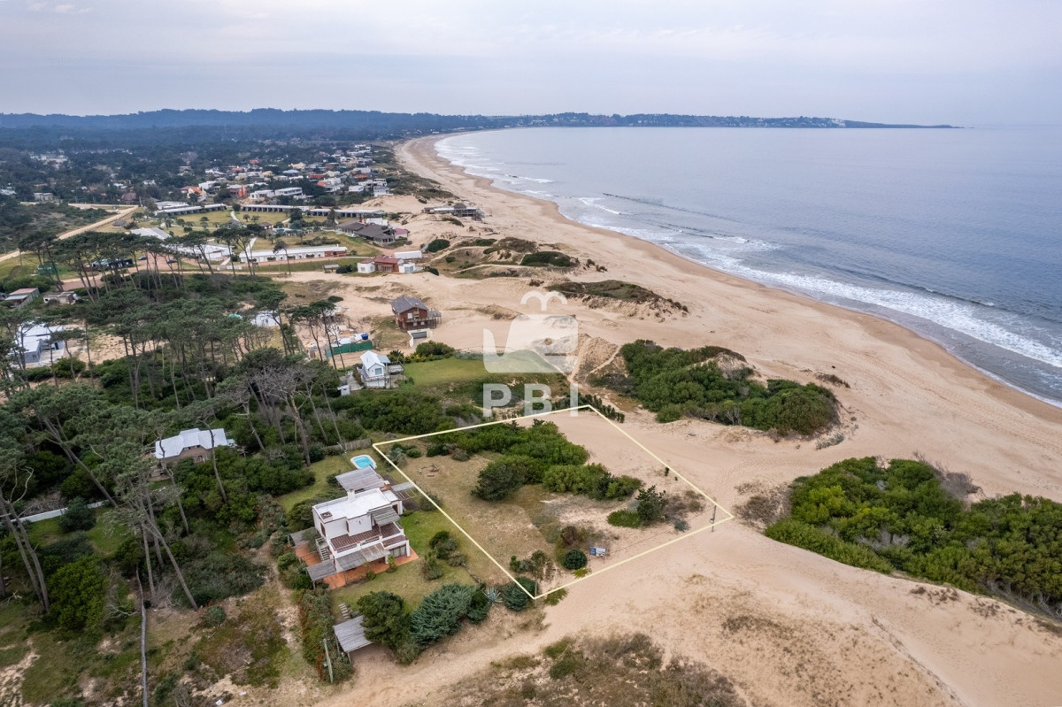 Chihuahua - GoPunta - Portal Inmobiliario de Punta del Este - Maldonado