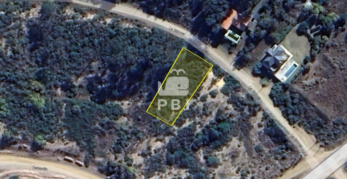 Chihuahua - GoPunta - Portal Inmobiliario de Punta del Este - Maldonado