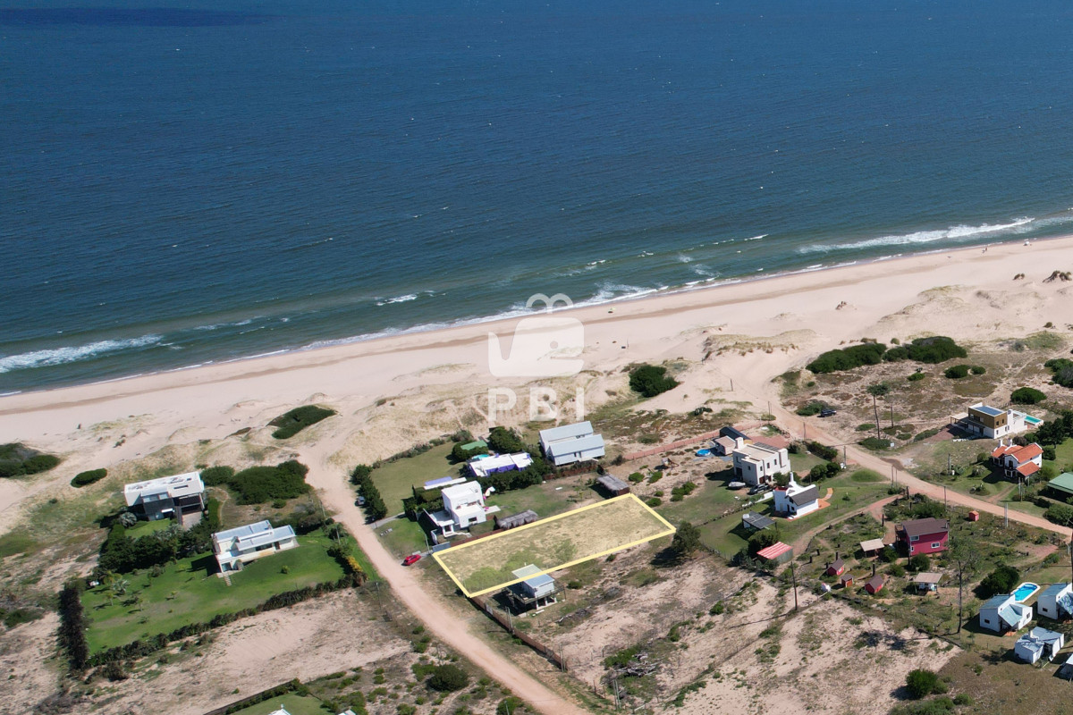 Chihuahua - GoPunta - Portal Inmobiliario de Punta del Este - Maldonado