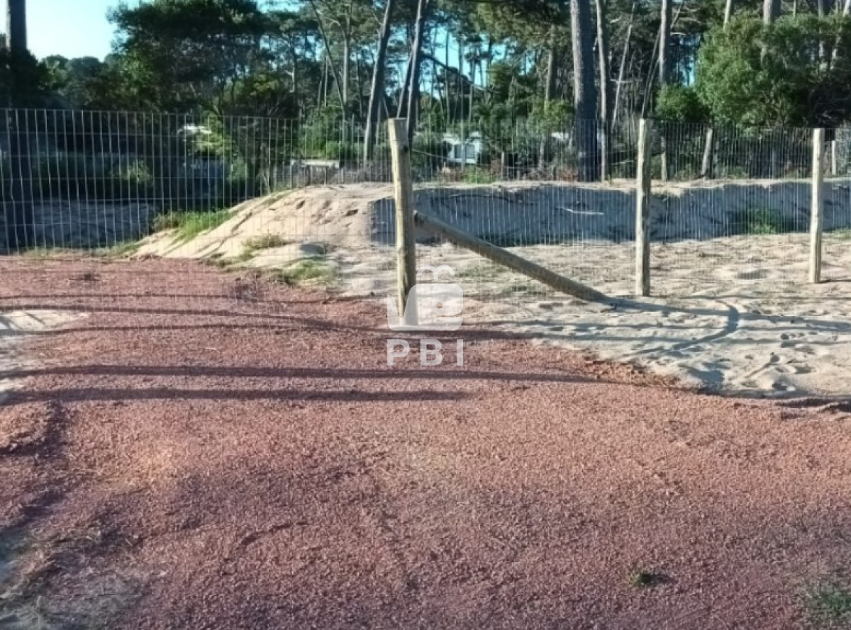 Chihuahua - GoPunta - Portal Inmobiliario de Punta del Este - Maldonado