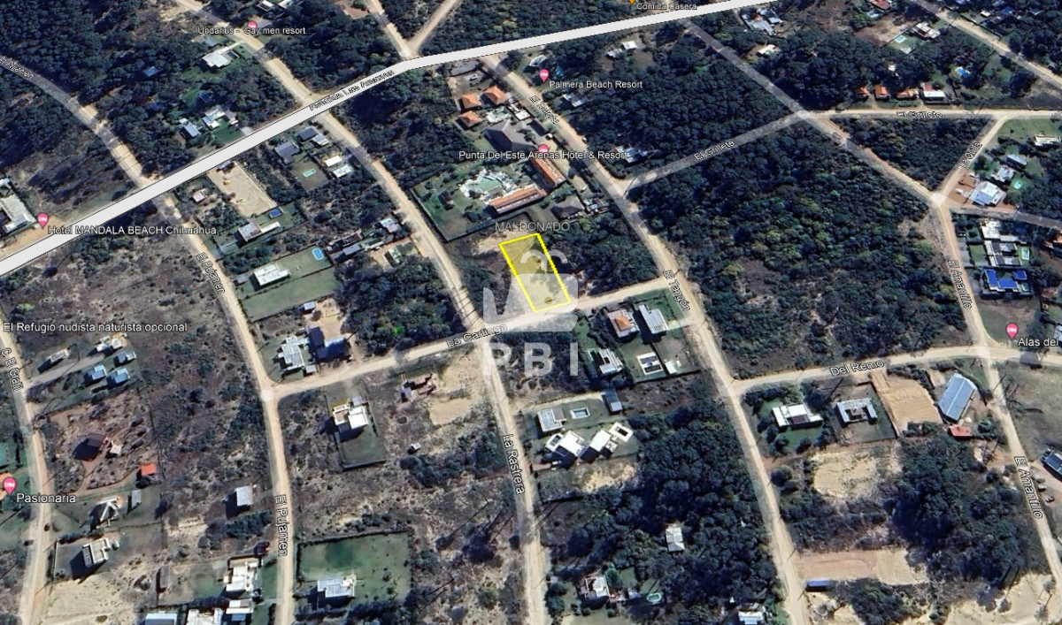 Chihuahua - GoPunta - Portal Inmobiliario de Punta del Este - Maldonado