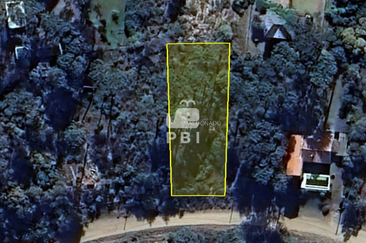Chihuahua - GoPunta - Portal Inmobiliario de Punta del Este - Maldonado