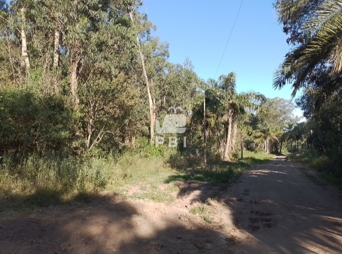 Sauce de Portezuelo - GoPunta - Portal Inmobiliario de Punta del Este - Maldonado