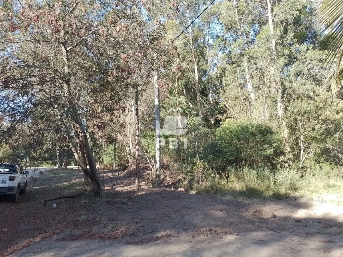 Sauce de Portezuelo - GoPunta - Portal Inmobiliario de Punta del Este - Maldonado