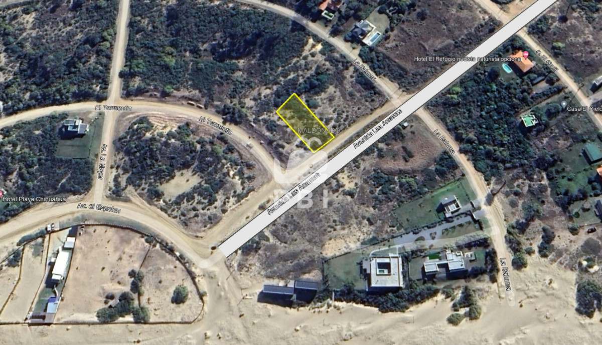 Chihuahua - GoPunta - Portal Inmobiliario de Punta del Este - Maldonado