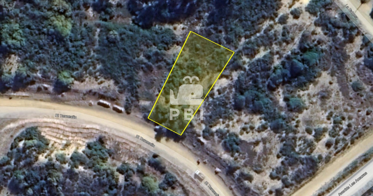 Chihuahua - GoPunta - Portal Inmobiliario de Punta del Este - Maldonado