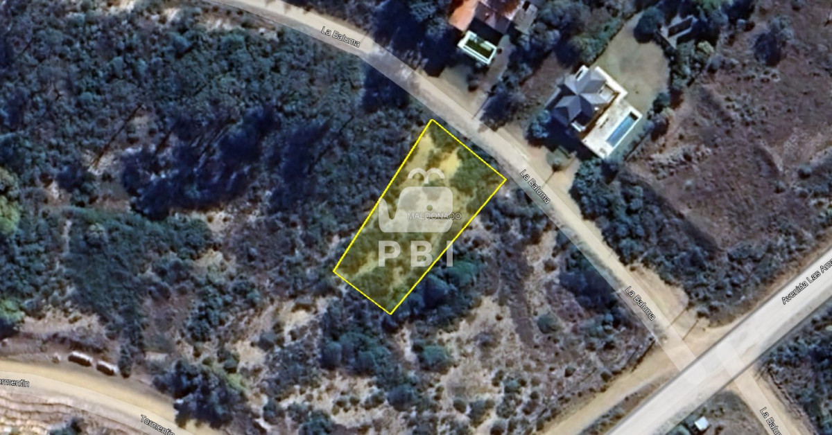 Chihuahua - GoPunta - Portal Inmobiliario de Punta del Este - Maldonado