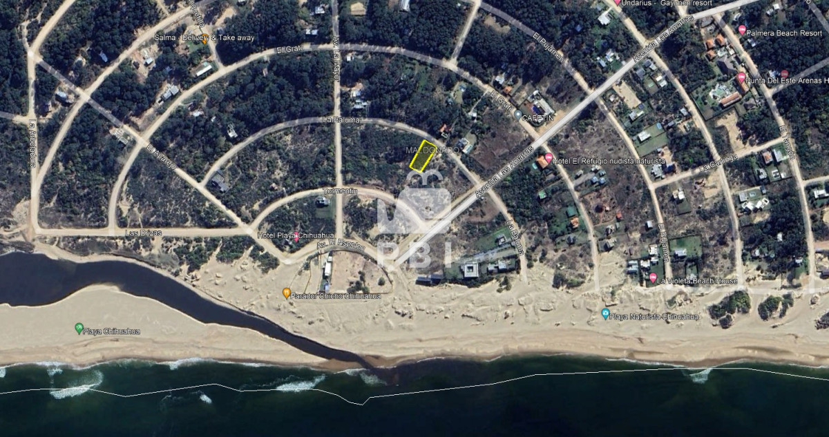 Chihuahua - GoPunta - Portal Inmobiliario de Punta del Este - Maldonado