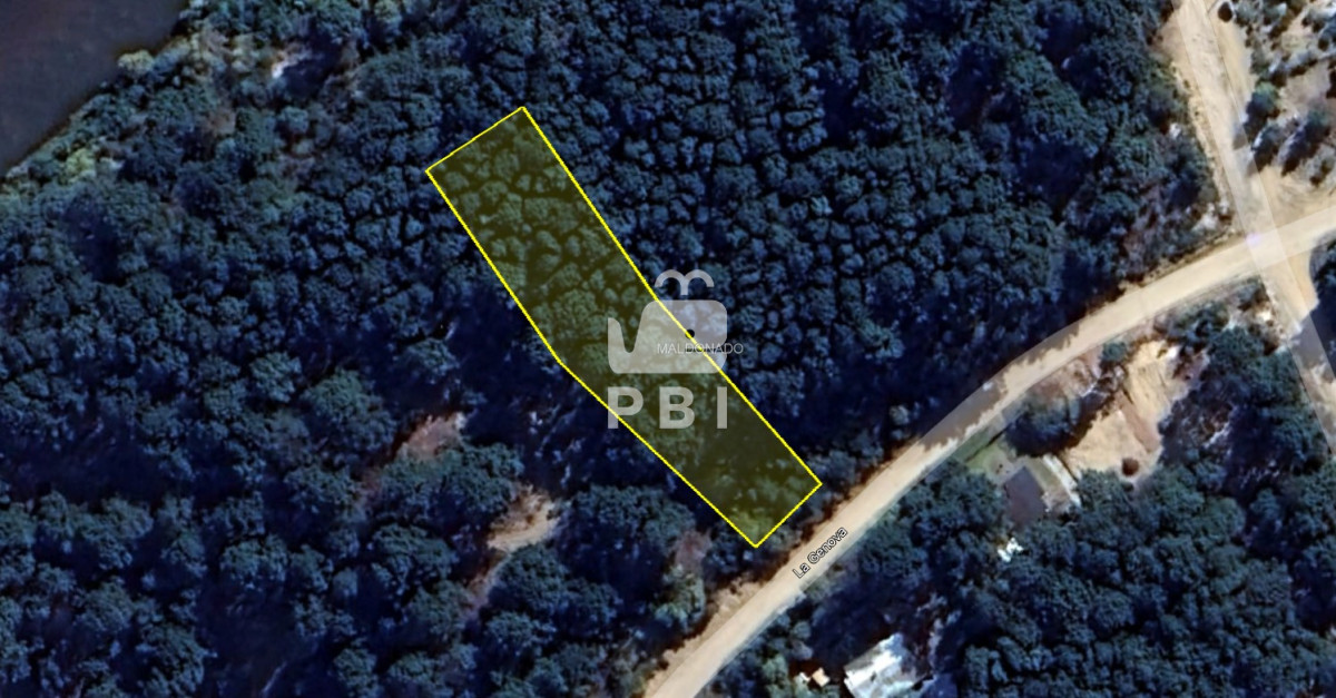 Chihuahua - GoPunta - Portal Inmobiliario de Punta del Este - Maldonado