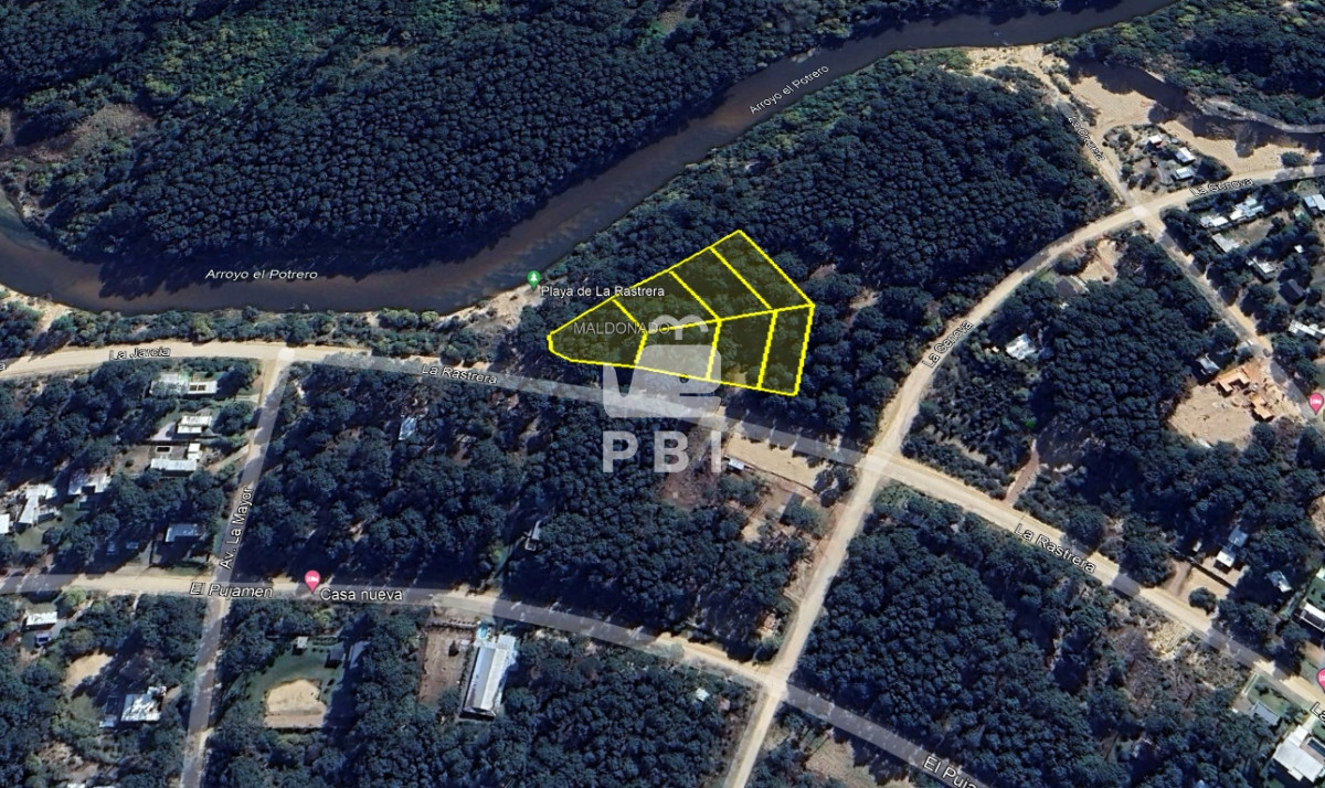 Chihuahua - GoPunta - Portal Inmobiliario de Punta del Este - Maldonado