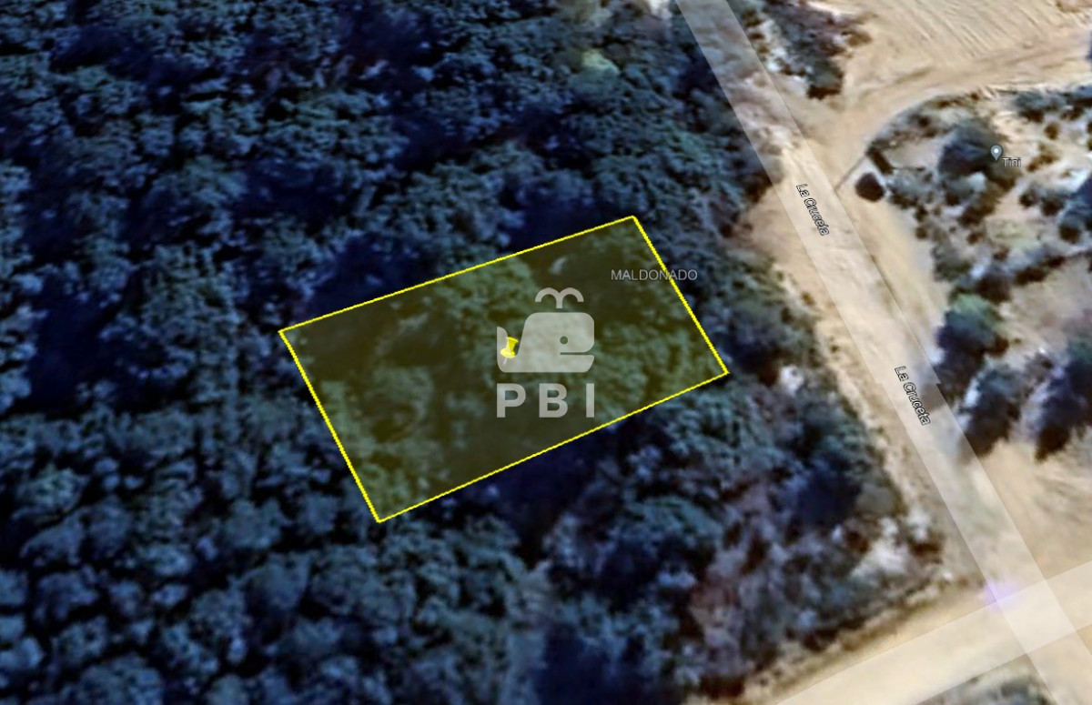 Chihuahua - GoPunta - Portal Inmobiliario de Punta del Este - Maldonado
