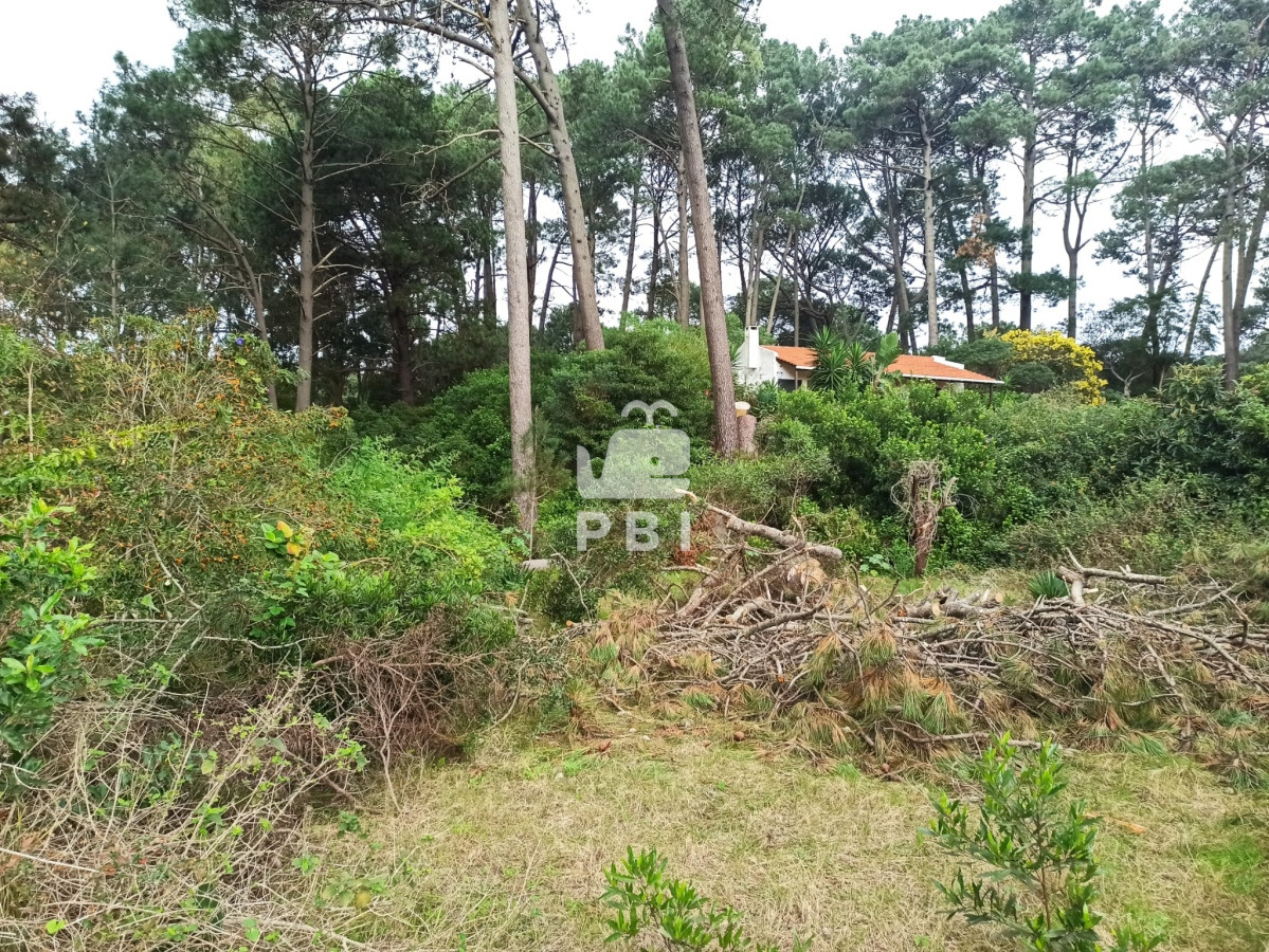 Laguna del Sauce - GoPunta - Portal Inmobiliario de Punta del Este - Maldonado