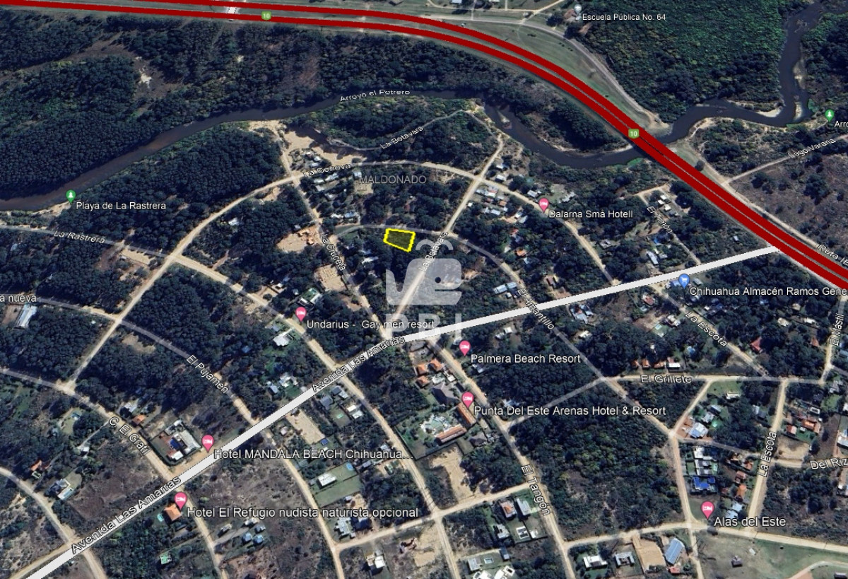 Chihuahua - GoPunta - Portal Inmobiliario de Punta del Este - Maldonado
