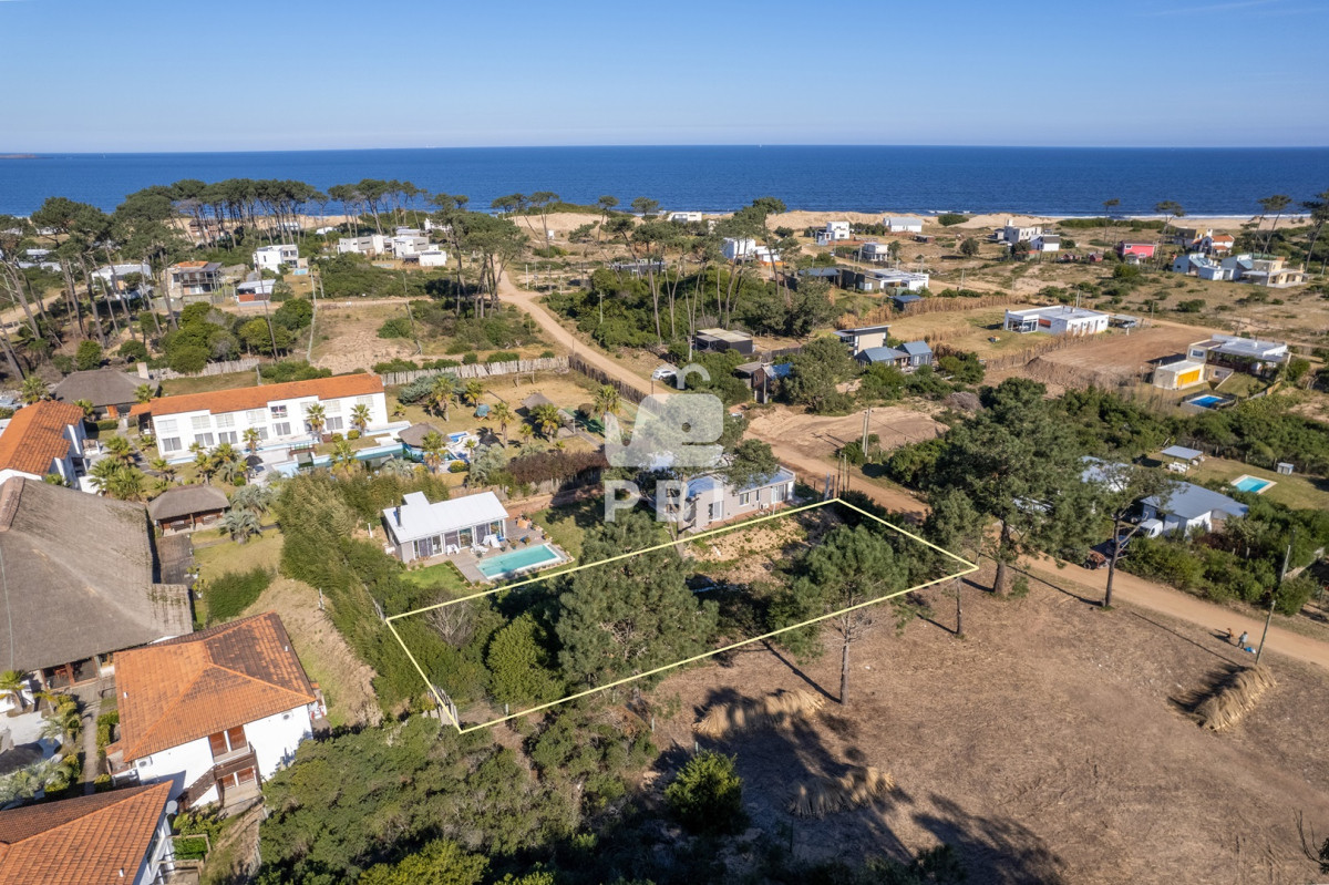 Chihuahua - GoPunta - Portal Inmobiliario de Punta del Este - Maldonado