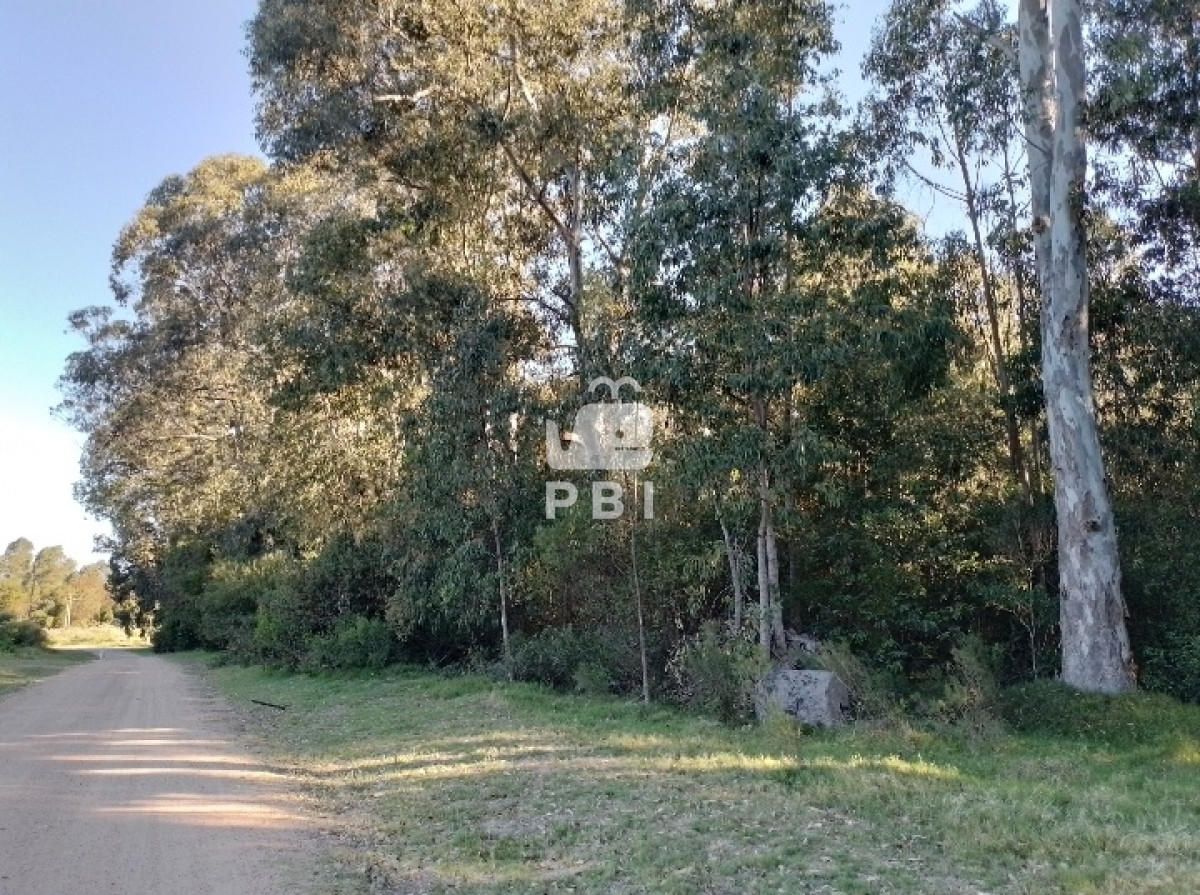 Sauce de Portezuelo - GoPunta - Portal Inmobiliario de Punta del Este - Maldonado
