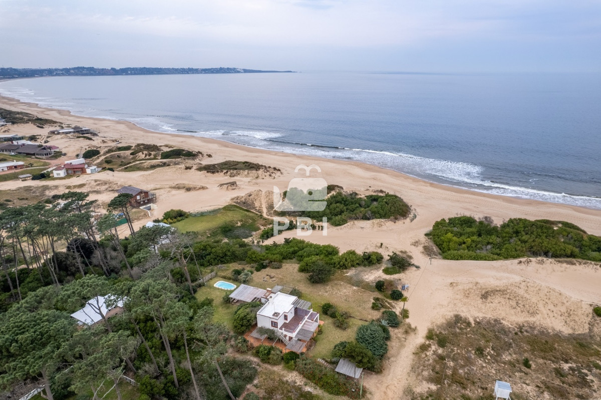 Chihuahua - GoPunta - Portal Inmobiliario de Punta del Este - Maldonado