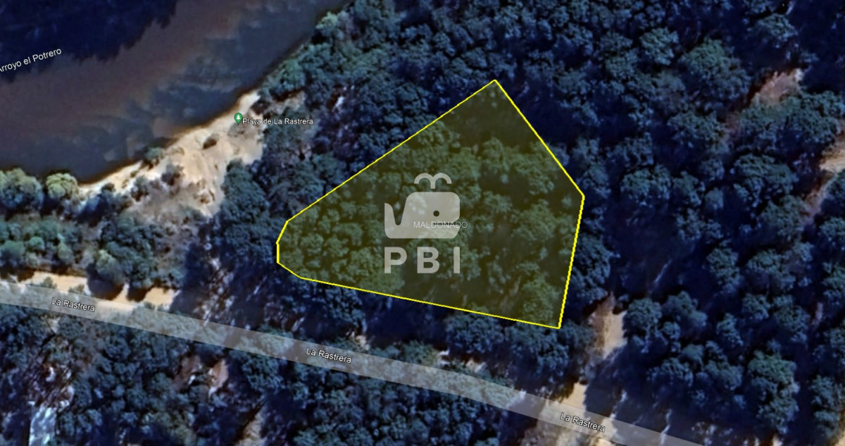 Chihuahua - GoPunta - Portal Inmobiliario de Punta del Este - Maldonado
