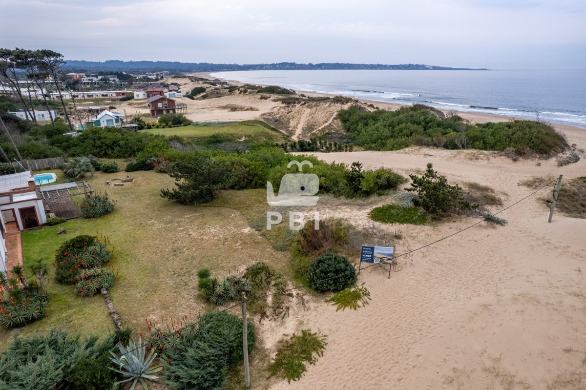 Chihuahua - GoPunta - Portal Inmobiliario de Punta del Este - Maldonado