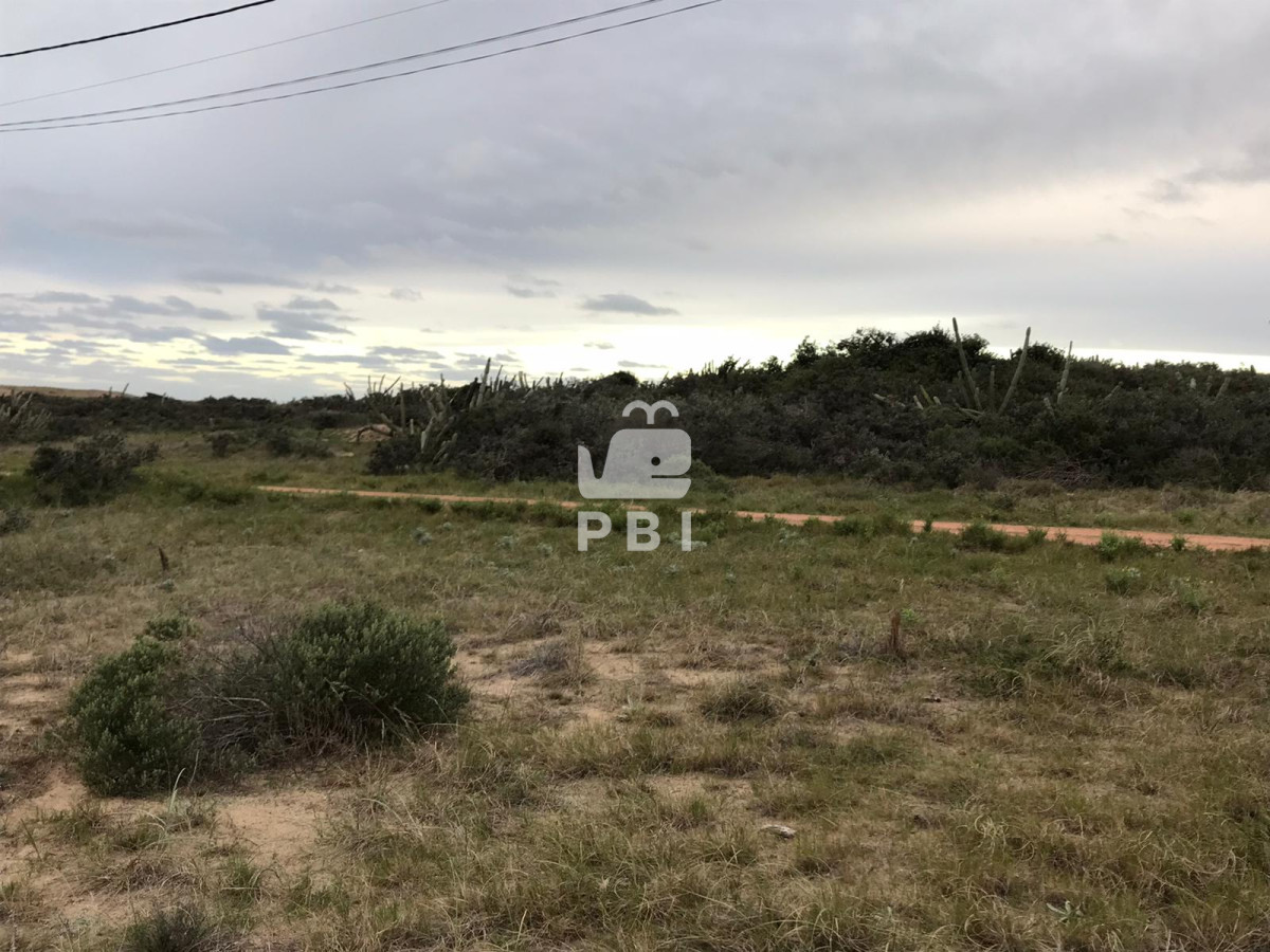 Sauce de Portezuelo - GoPunta - Portal Inmobiliario de Punta del Este - Maldonado