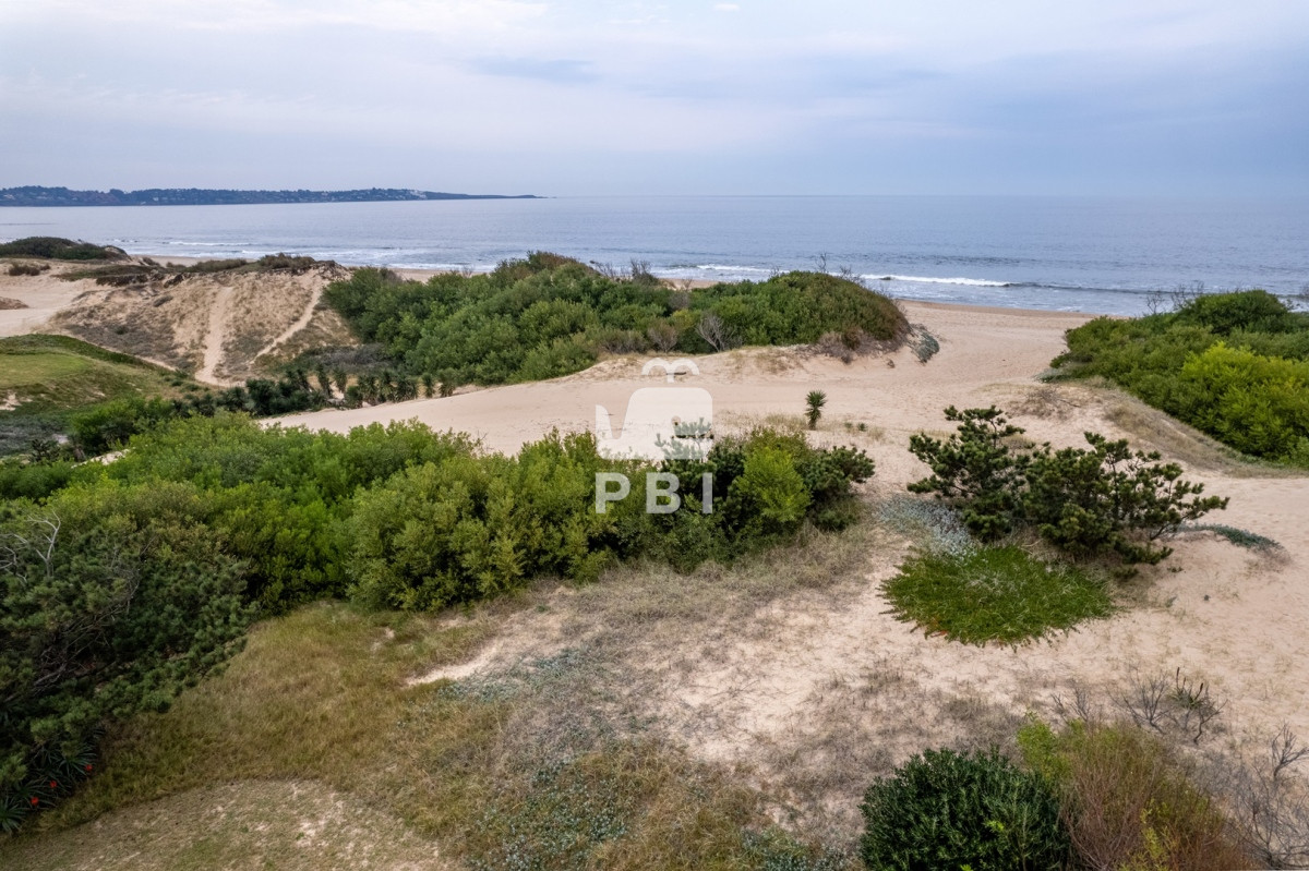 Chihuahua - GoPunta - Portal Inmobiliario de Punta del Este - Maldonado