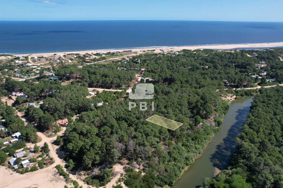 Chihuahua - GoPunta - Portal Inmobiliario de Punta del Este - Maldonado