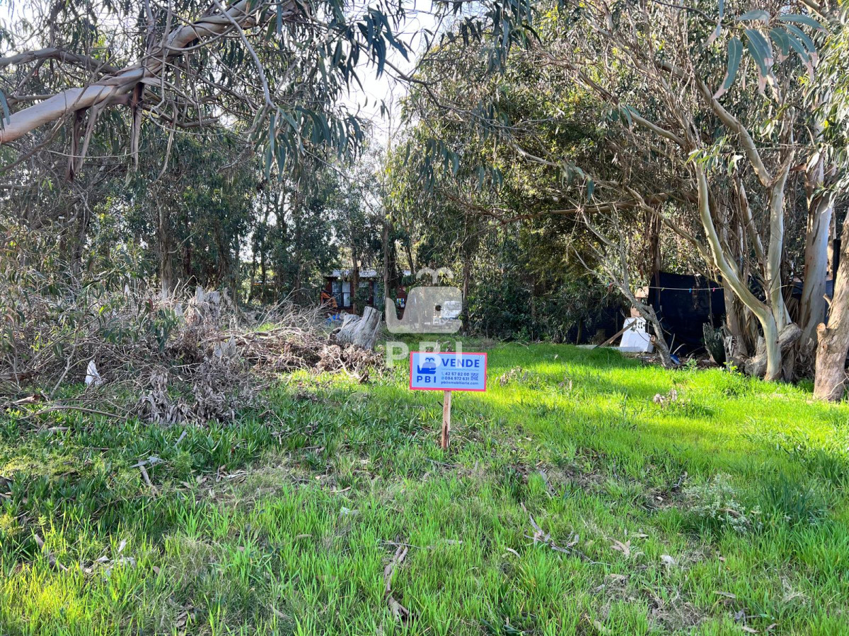Sauce de Portezuelo - GoPunta - Portal Inmobiliario de Punta del Este - Maldonado