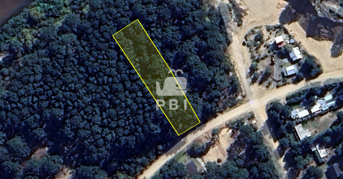 Chihuahua - GoPunta - Portal Inmobiliario de Punta del Este - Maldonado