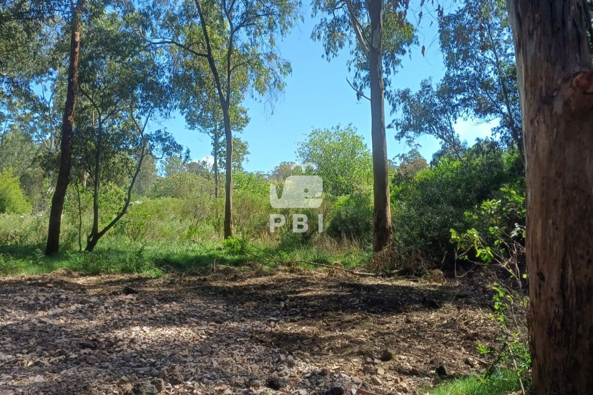 Sauce de Portezuelo - GoPunta - Portal Inmobiliario de Punta del Este - Maldonado