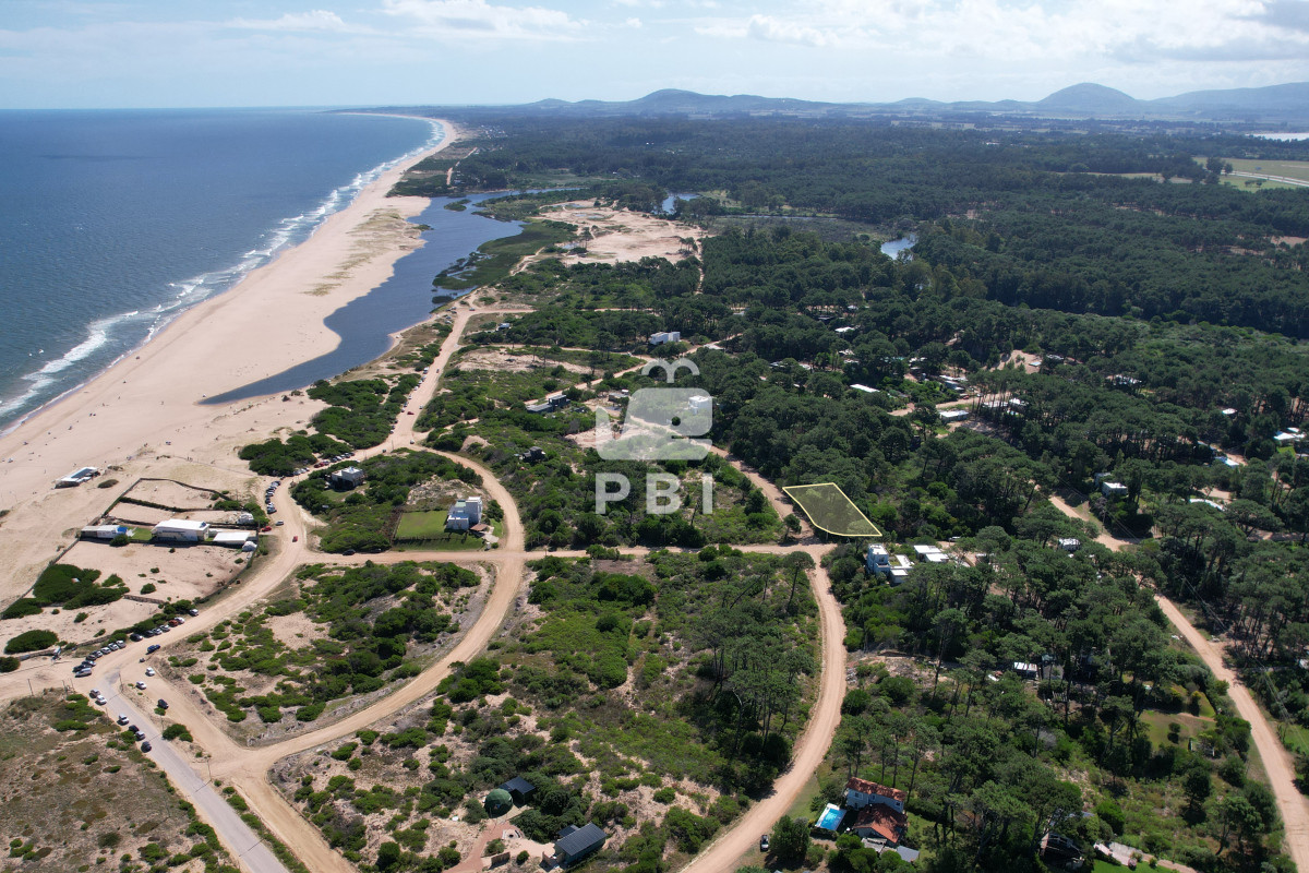 Chihuahua - GoPunta - Portal Inmobiliario de Punta del Este - Maldonado