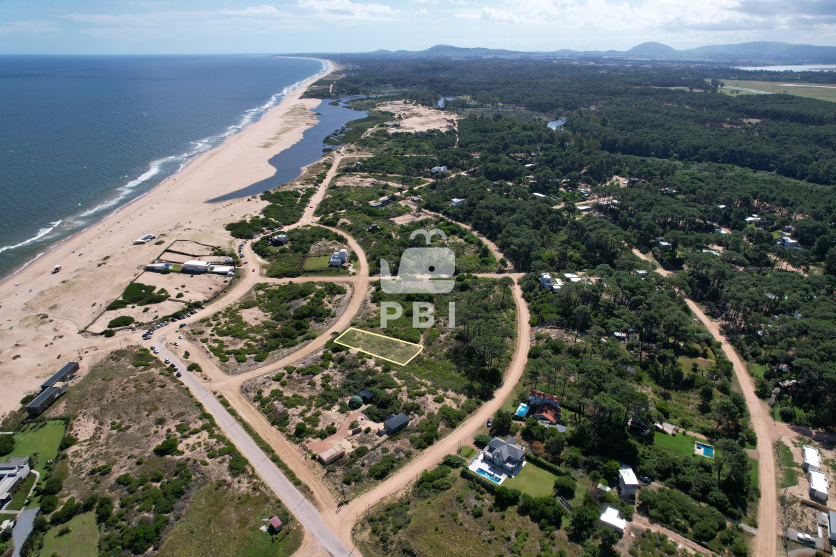Chihuahua - GoPunta - Portal Inmobiliario de Punta del Este - Maldonado