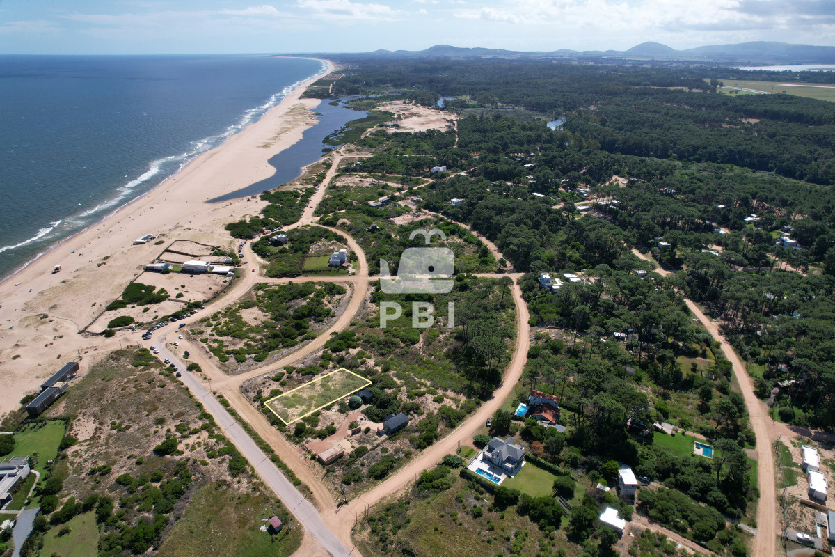 Chihuahua - GoPunta - Portal Inmobiliario de Punta del Este - Maldonado