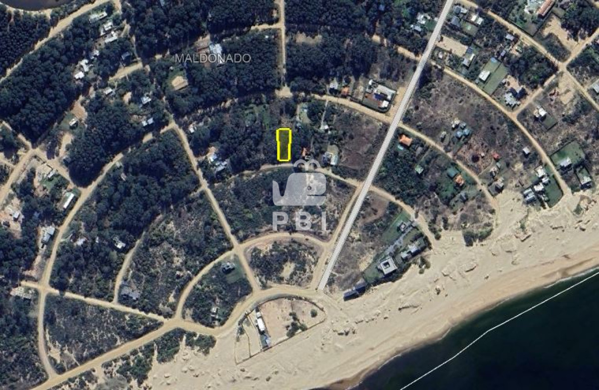 Chihuahua - GoPunta - Portal Inmobiliario de Punta del Este - Maldonado