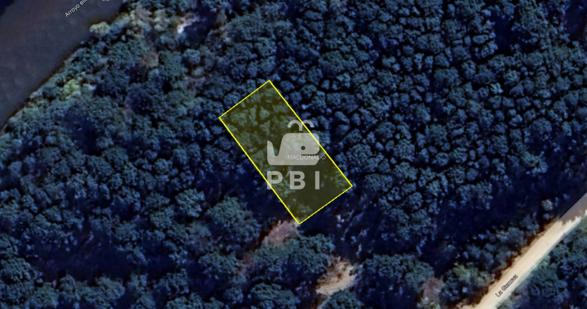 Chihuahua - GoPunta - Portal Inmobiliario de Punta del Este - Maldonado