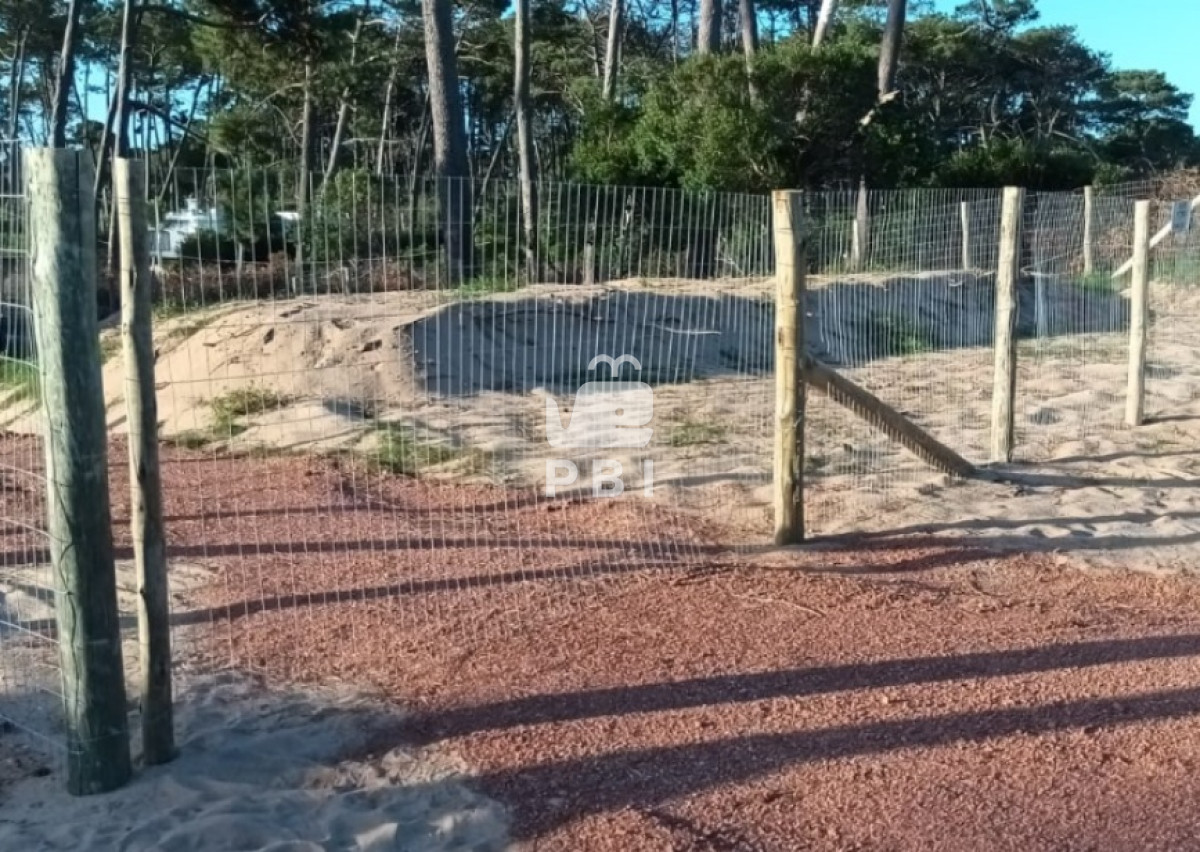 Chihuahua - GoPunta - Portal Inmobiliario de Punta del Este - Maldonado