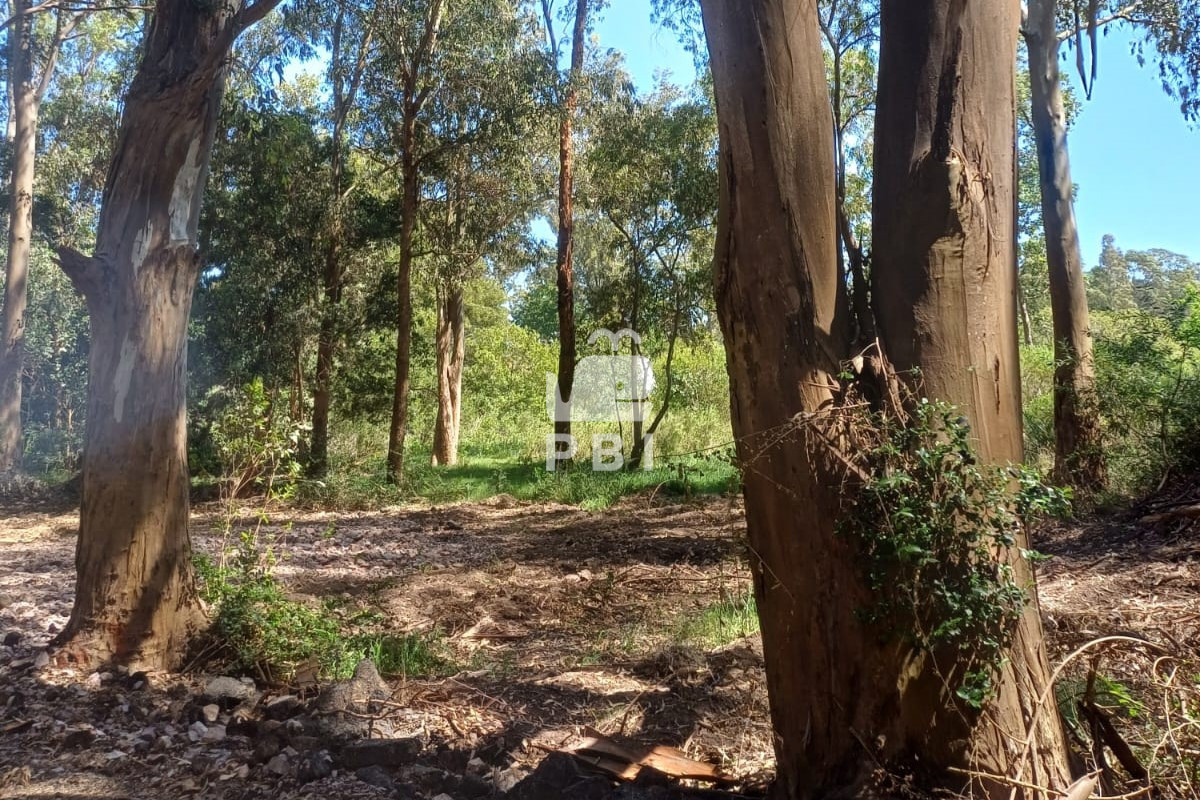 Sauce de Portezuelo - GoPunta - Portal Inmobiliario de Punta del Este - Maldonado