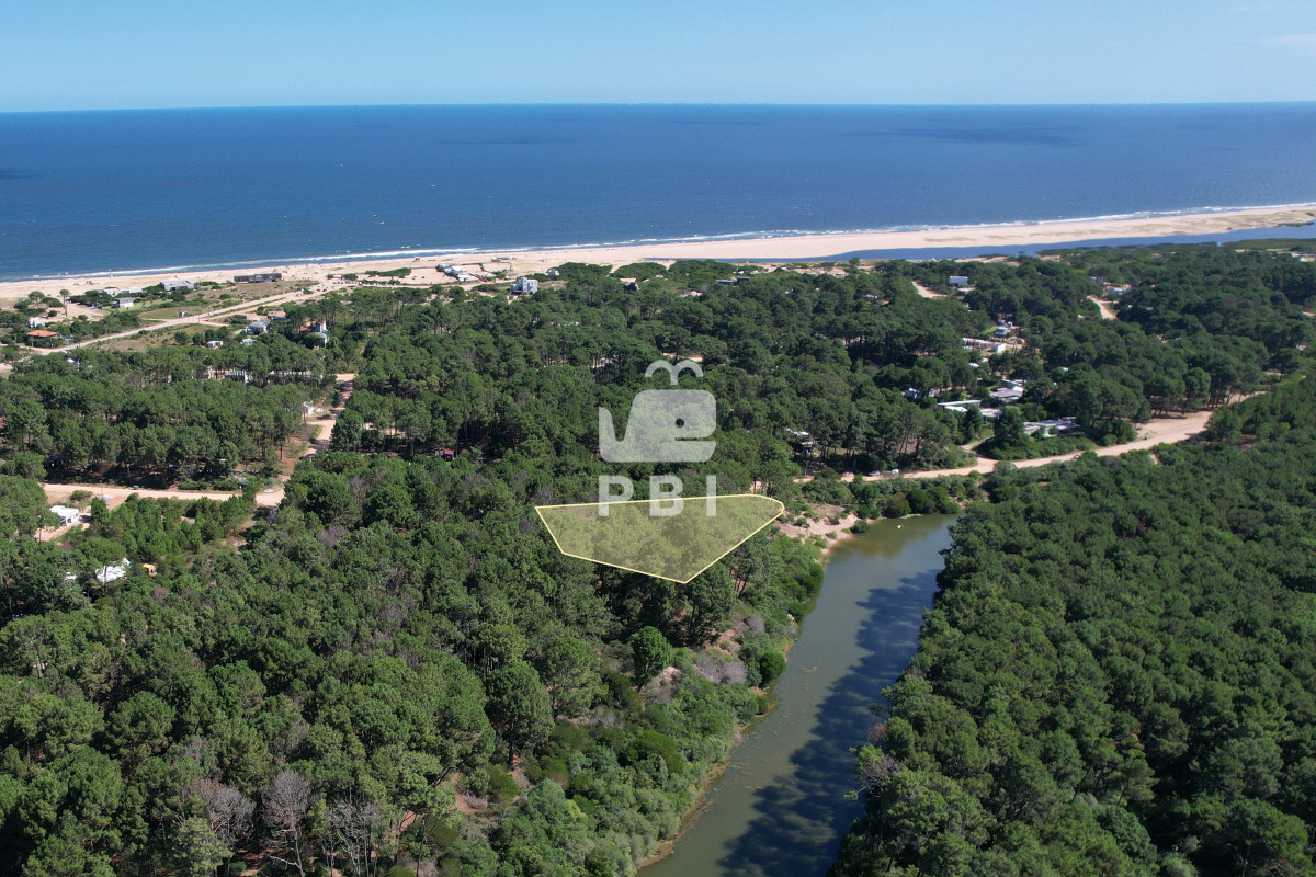 Chihuahua - GoPunta - Portal Inmobiliario de Punta del Este - Maldonado
