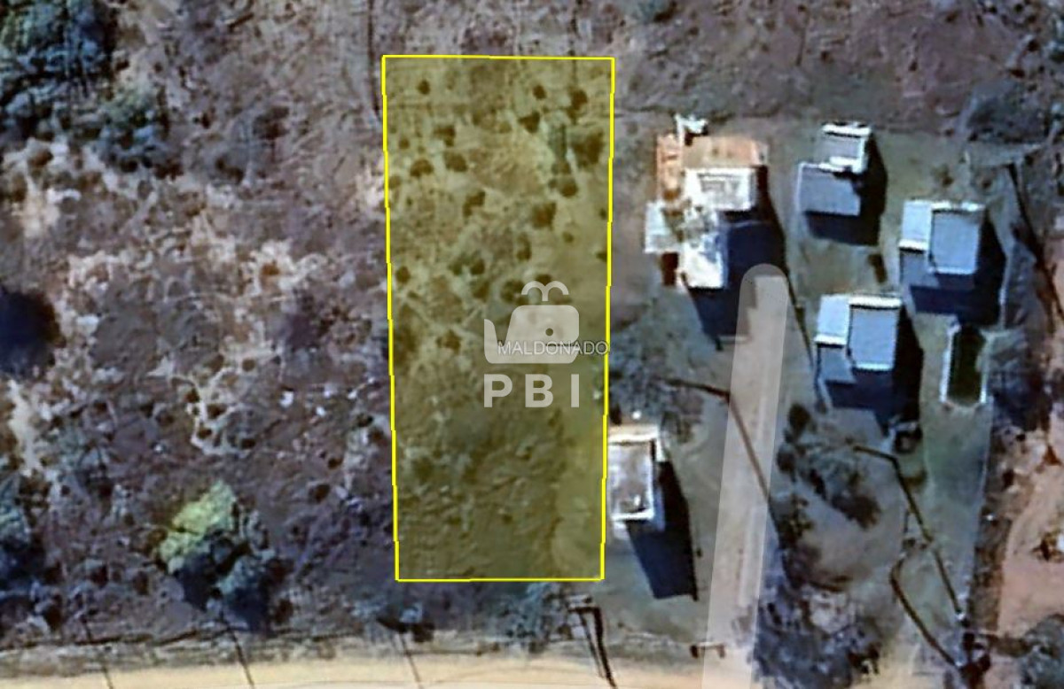 Chihuahua - GoPunta - Portal Inmobiliario de Punta del Este - Maldonado
