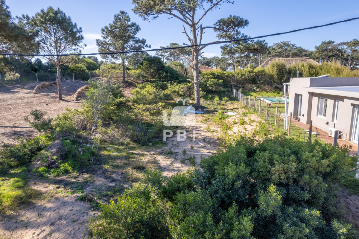Chihuahua - GoPunta - Portal Inmobiliario de Punta del Este - Maldonado