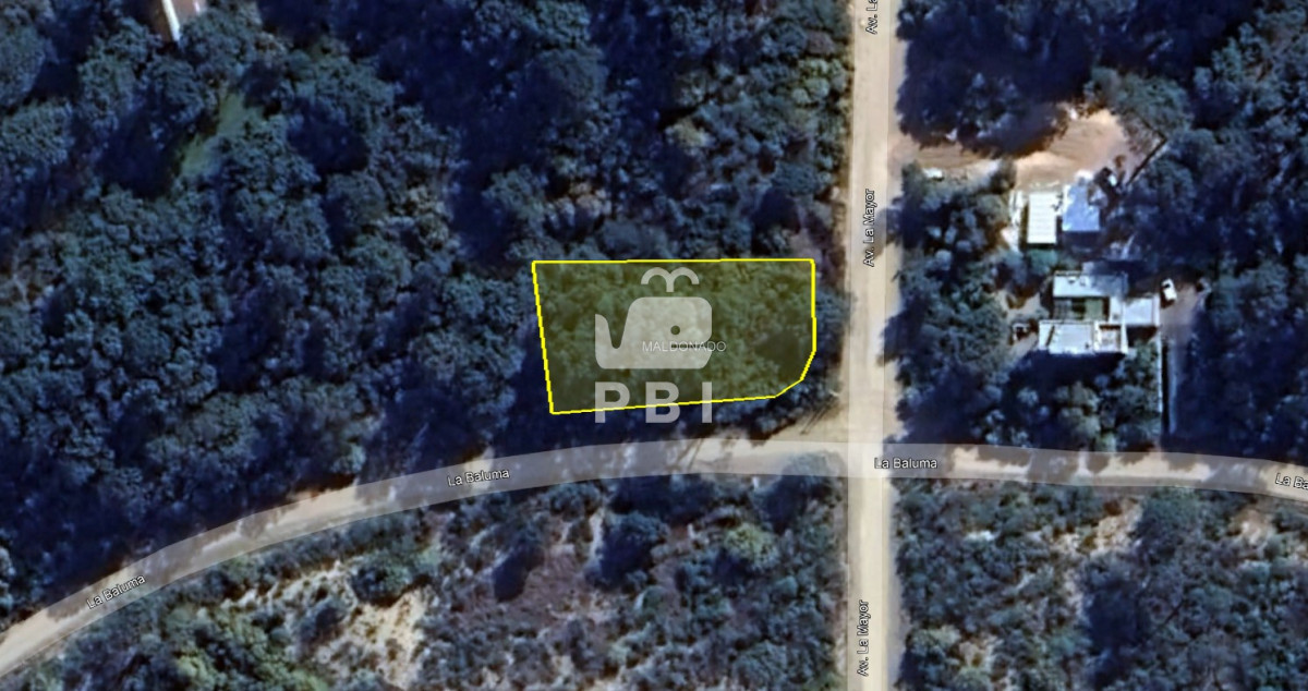 Chihuahua - GoPunta - Portal Inmobiliario de Punta del Este - Maldonado