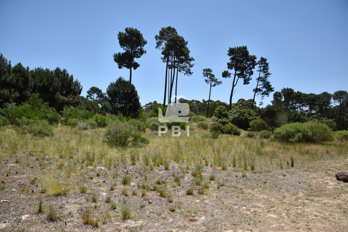 Laguna del Sauce - GoPunta - Portal Inmobiliario de Punta del Este - Maldonado