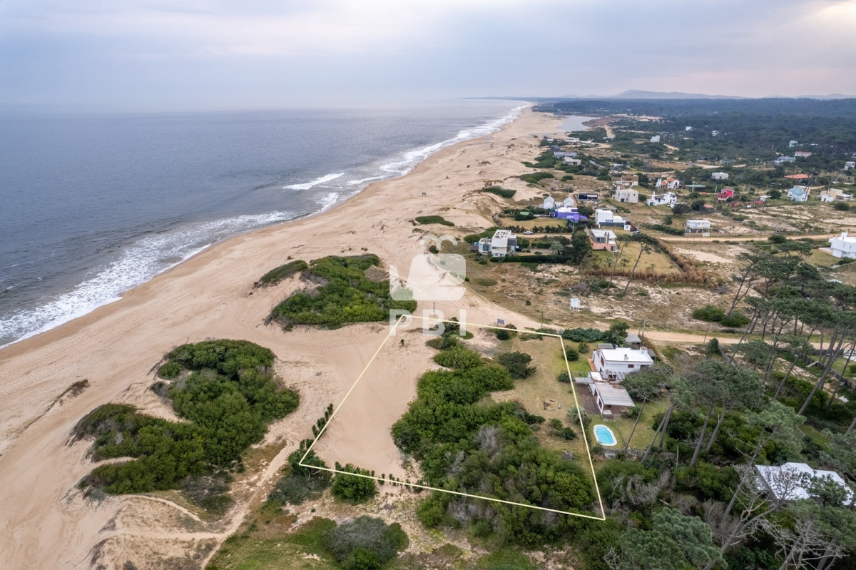 Chihuahua - GoPunta - Portal Inmobiliario de Punta del Este - Maldonado