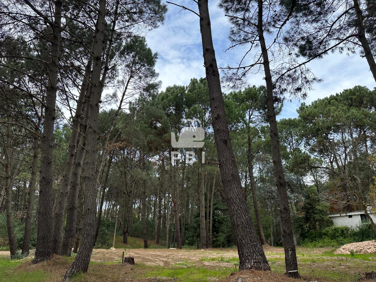 Portezuelo Bosque - GoPunta - Portal Inmobiliario de Punta del Este - Maldonado