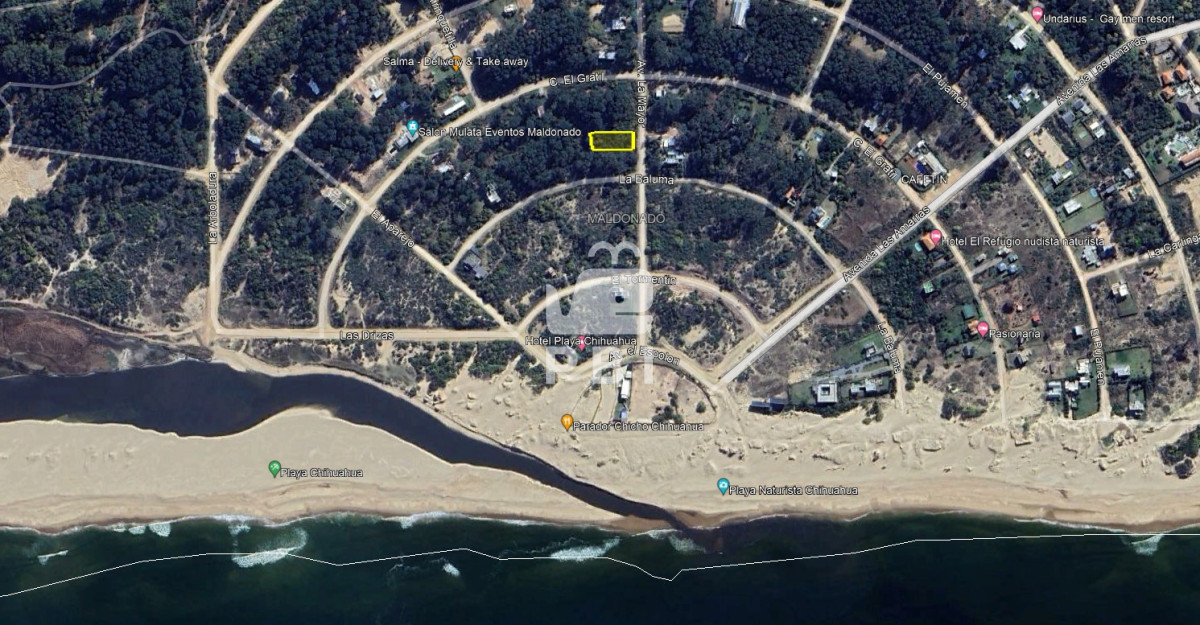 Chihuahua - GoPunta - Portal Inmobiliario de Punta del Este - Maldonado