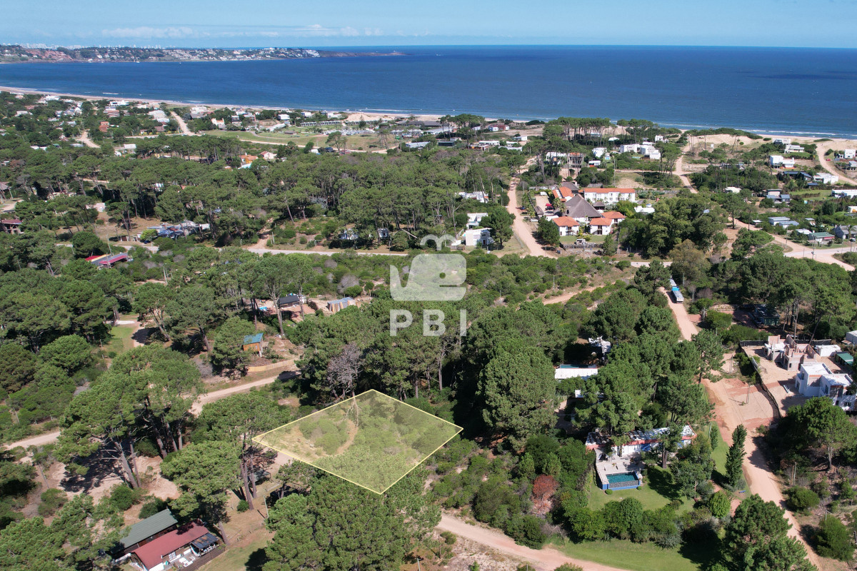 Chihuahua - GoPunta - Portal Inmobiliario de Punta del Este - Maldonado