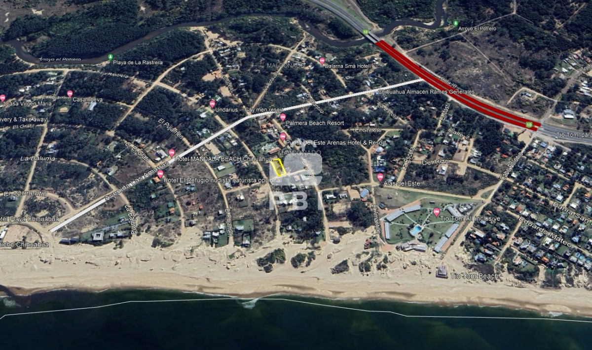 Chihuahua - GoPunta - Portal Inmobiliario de Punta del Este - Maldonado