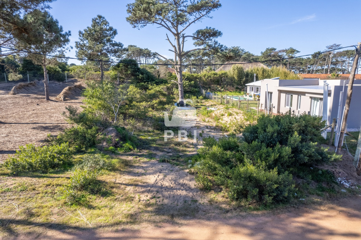 Chihuahua - GoPunta - Portal Inmobiliario de Punta del Este - Maldonado