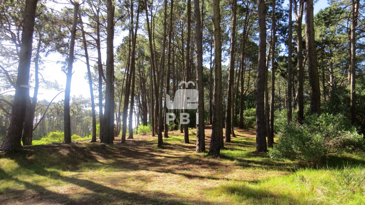 Chihuahua - GoPunta - Portal Inmobiliario de Punta del Este - Maldonado