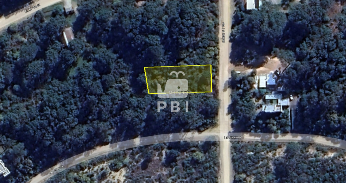 Chihuahua - GoPunta - Portal Inmobiliario de Punta del Este - Maldonado